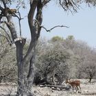 Spannung liegt in der Luft: Springt er?