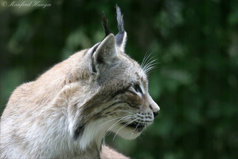 Spannung pur - nichts entgeht dem Luchs