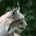 Spannung pur - nichts entgeht dem Luchs