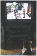 Spannungsgeladenes Katzen TV- Programm :-)