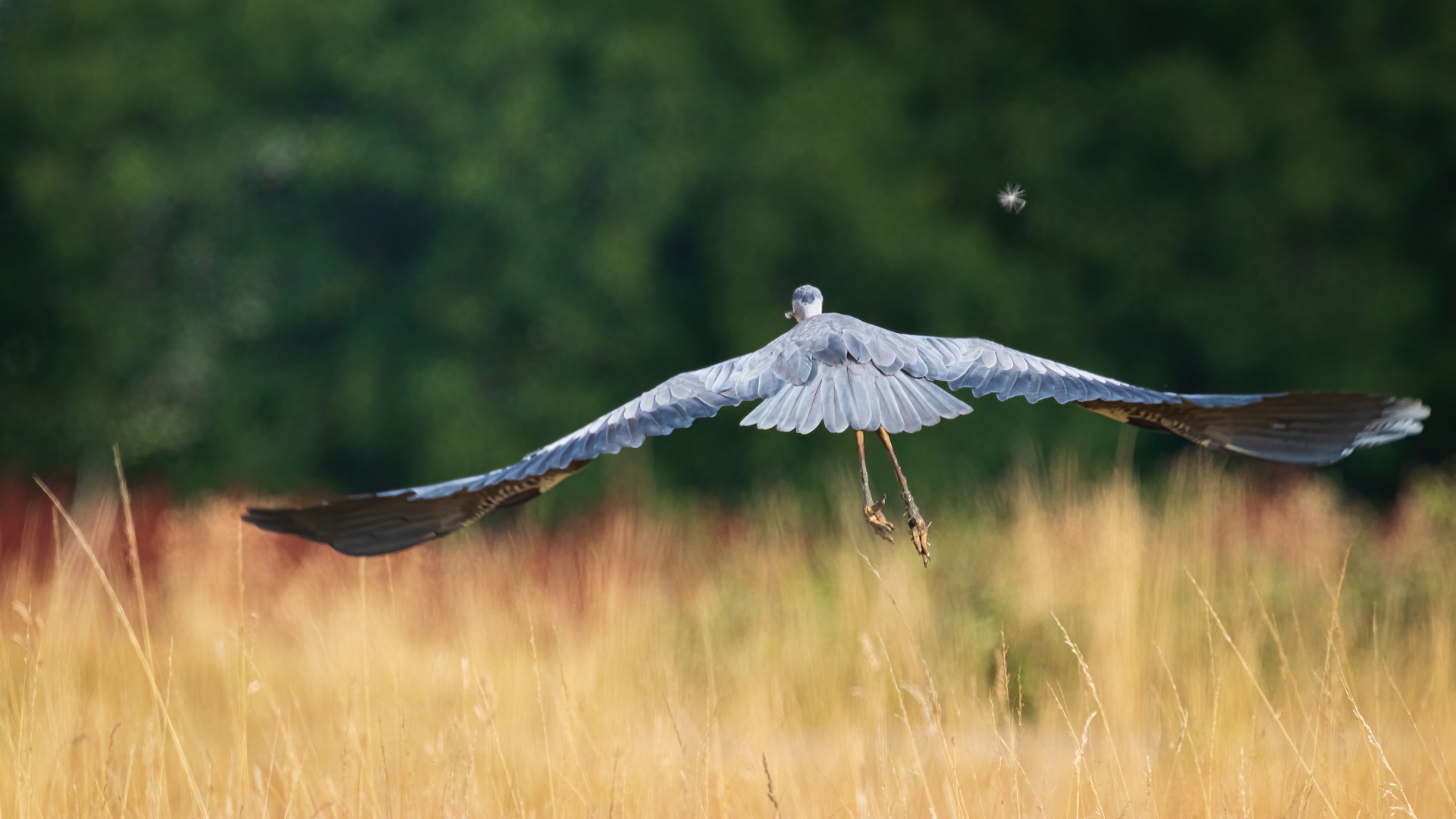 Spannweite Foto & Bild natur, tiere, vögel Bilder auf