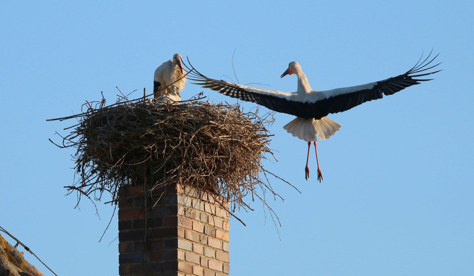 Spannweite Ciconia ciconia  ( Weißstorch ) 