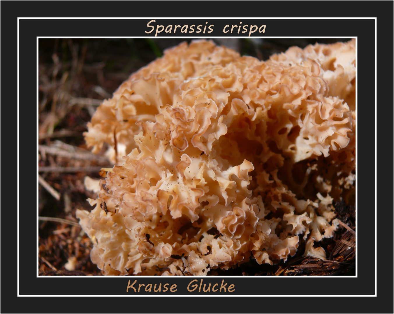 Sparassis crispa