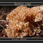 Sparassis crispa