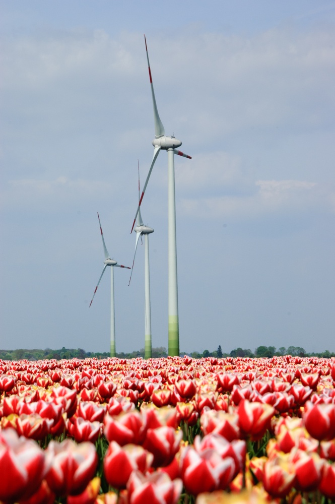 "Spargel" an Tulpenmeer