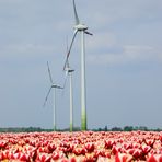 "Spargel" an Tulpenmeer