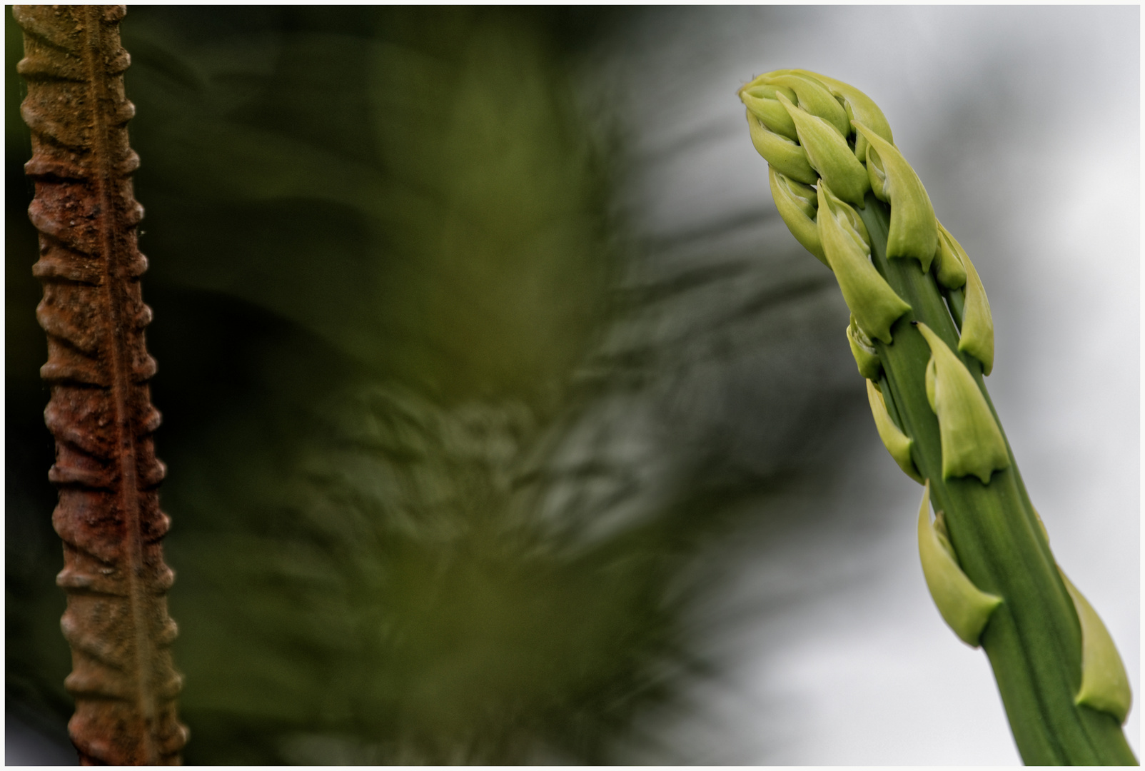 Spargel enthält viel Eisen