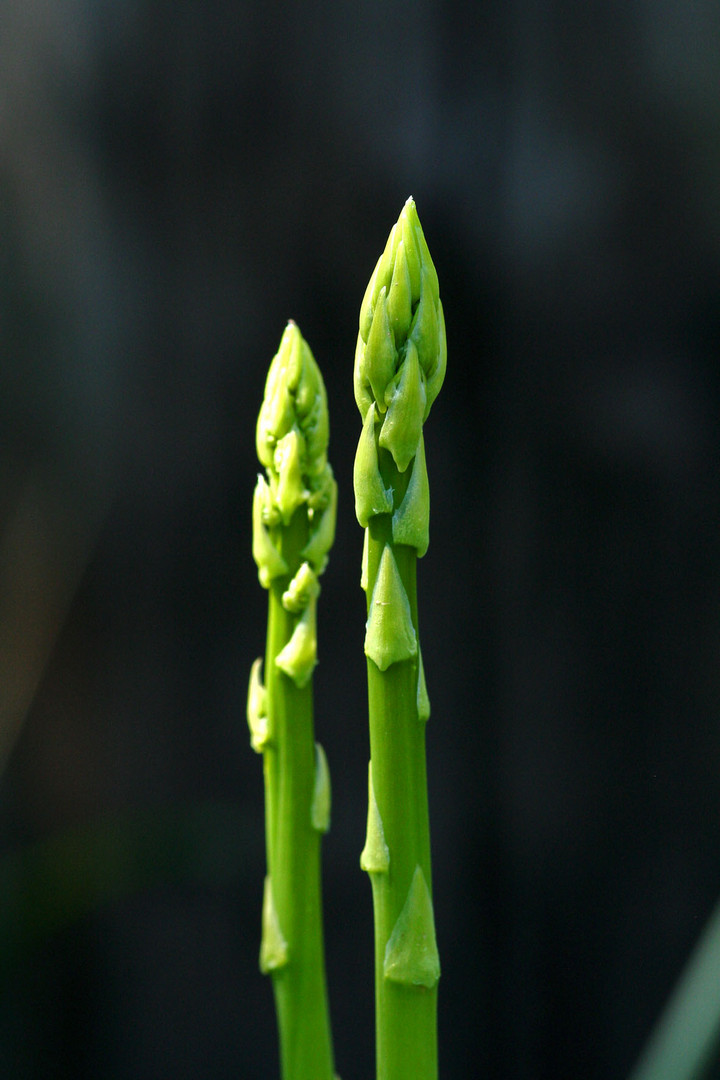 Spargel grün