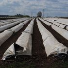 Spargel im Folientunnel (bis zum Horizont)