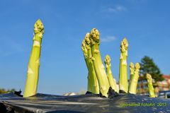 Spargel im fränkischen Knoblauchsland