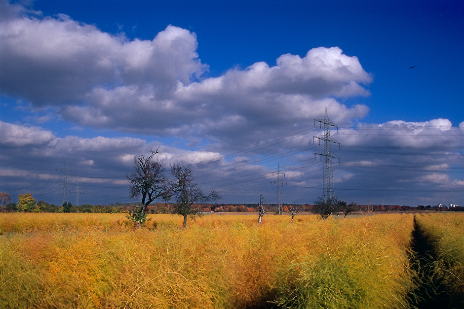 Spargel im Herbst, -7