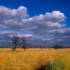 Spargel im Herbst, -7