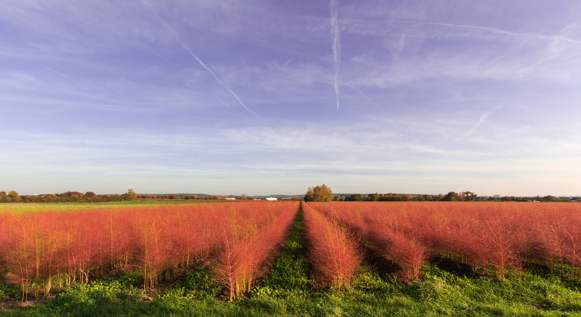 Spargel im Herbst