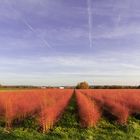 Spargel im Herbst