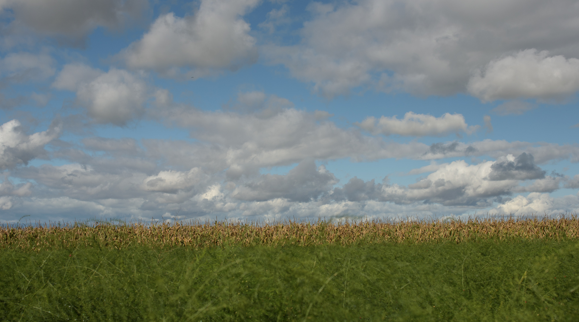 Spargel, Mais, Himmel