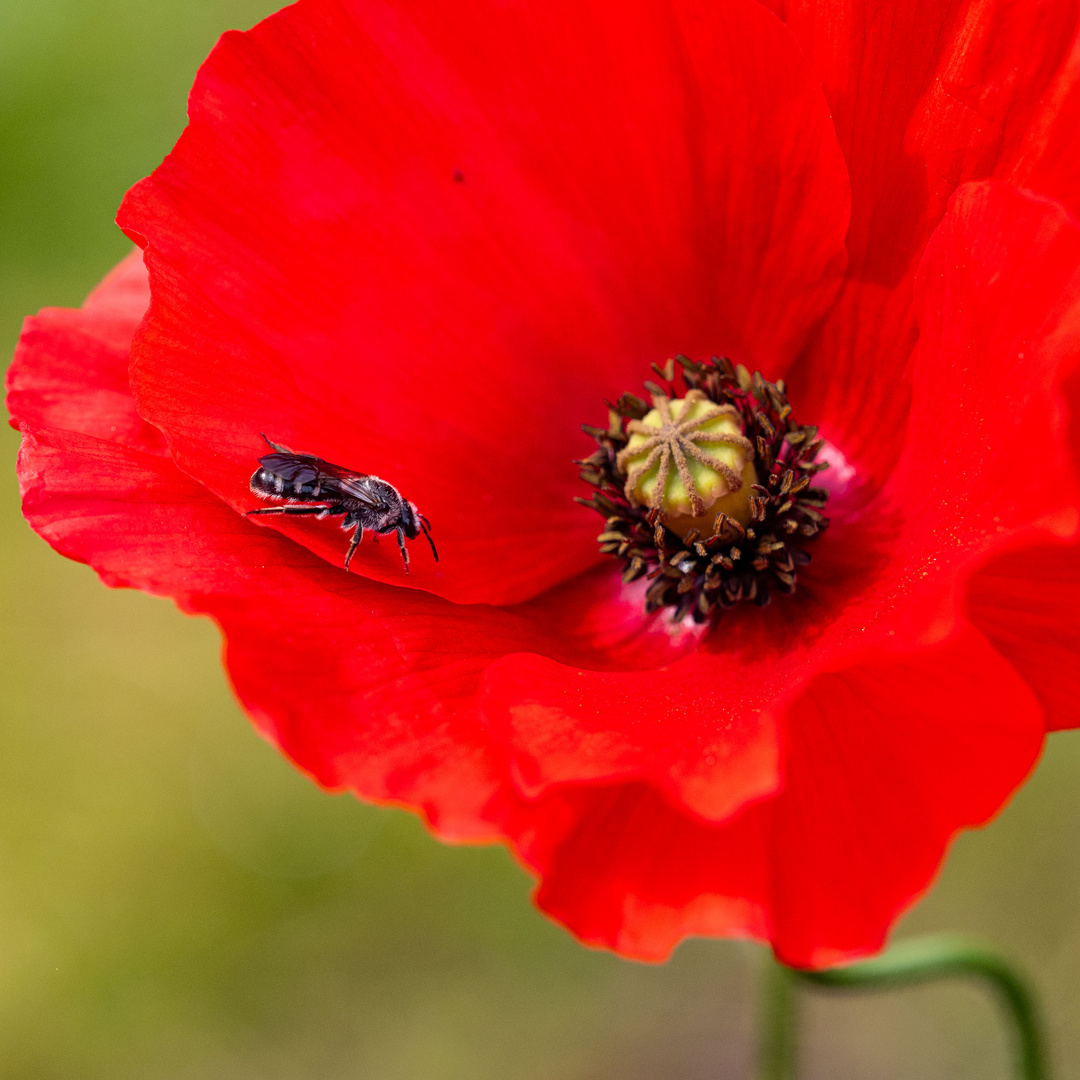 Spargel-Schmalbiene auf Mohn