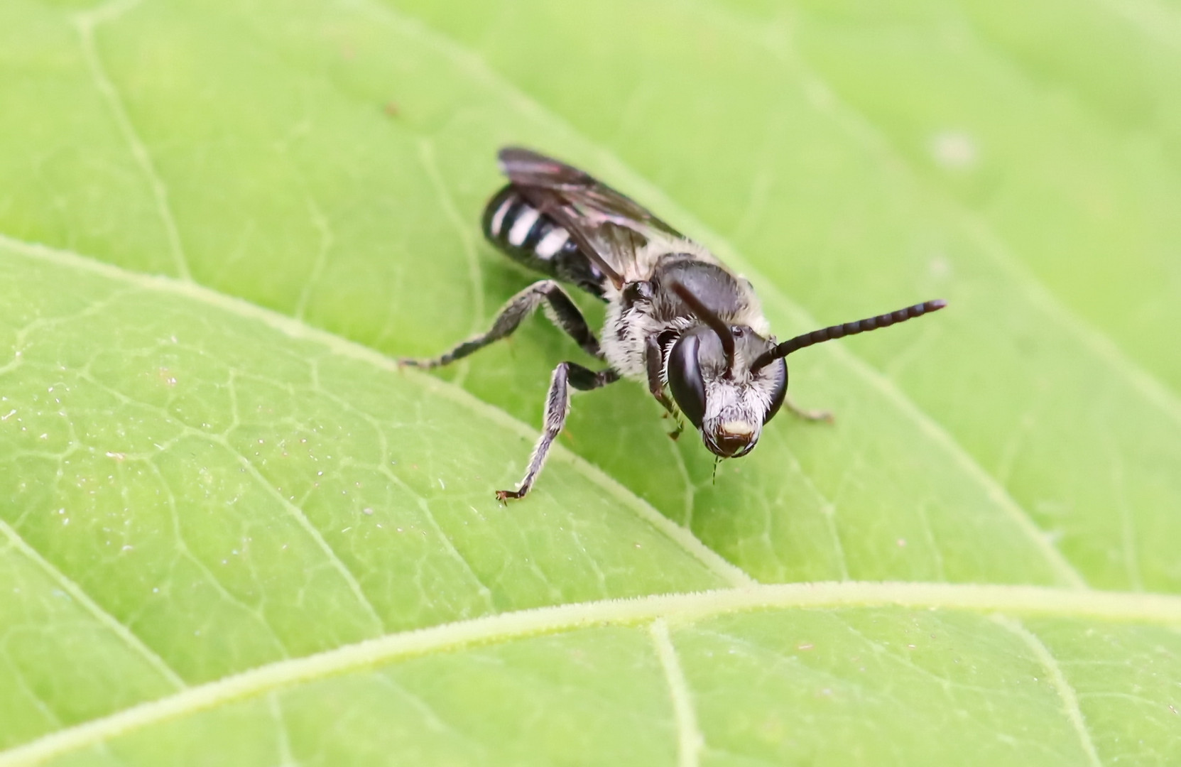 Spargel-Schmalbiene (Lasioglossum sexnotatum)