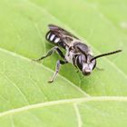 Spargel-Schmalbiene (Lasioglossum sexnotatum)