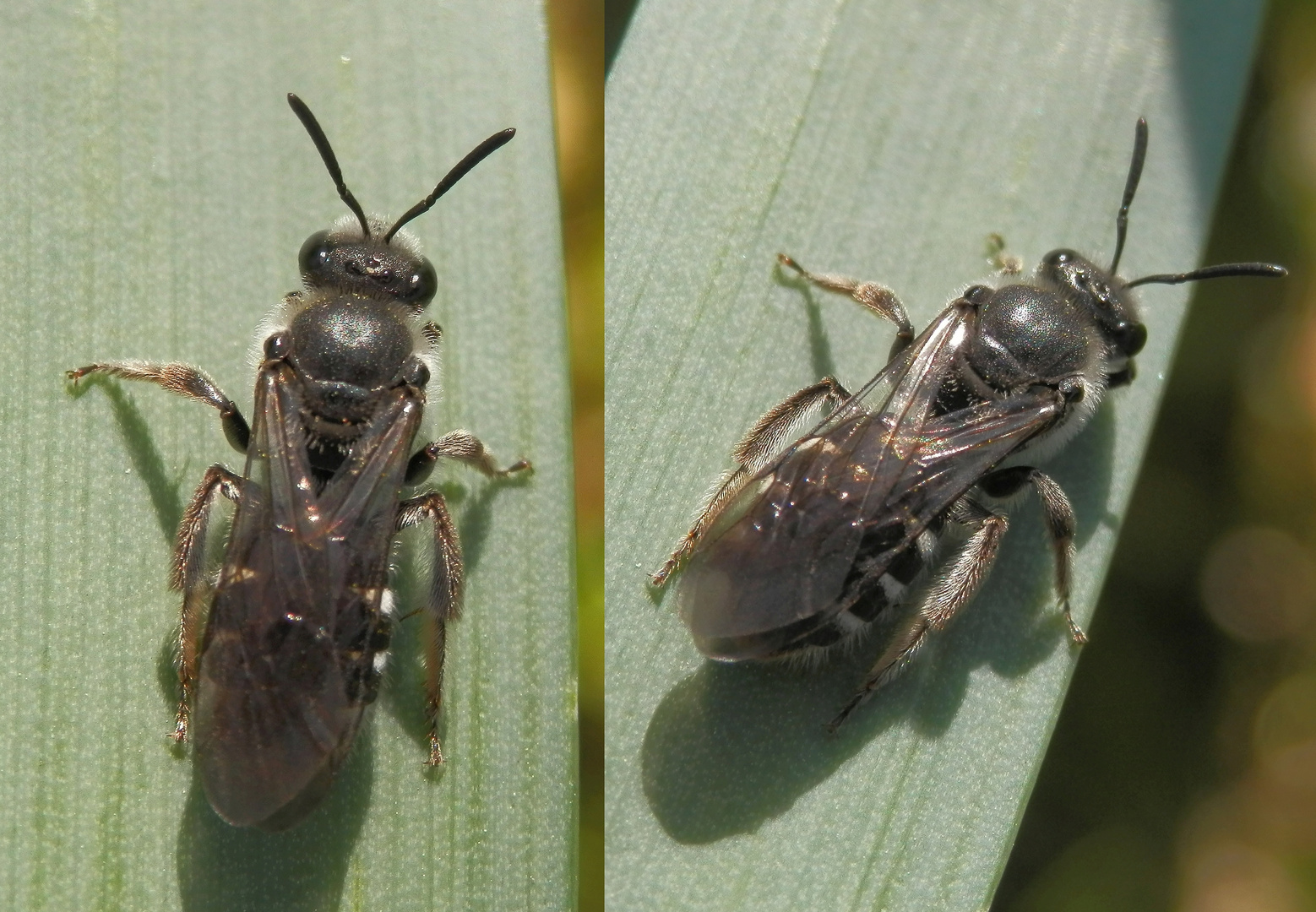 Spargel-Schmalbiene (Lasioglossum sexnotatum) auf einem Grashalm