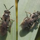 Spargel-Schmalbiene (Lasioglossum sexnotatum) auf einem Grashalm