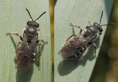 Spargel-Schmalbiene (Lasioglossum sexnotatum) auf einem Grashalm