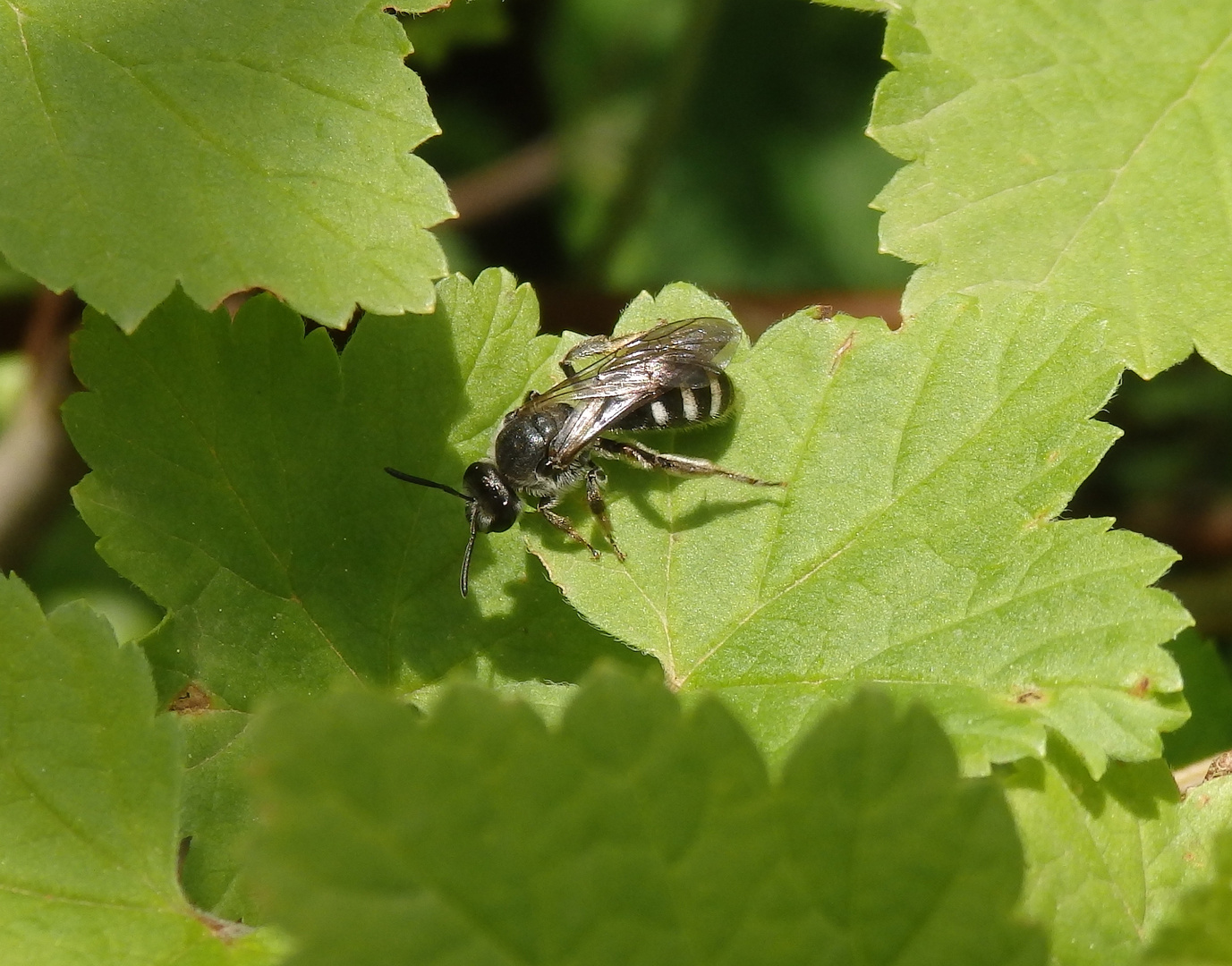 Spargel-Schmalbiene (Lasioglossum sexnotatum) im heimischen Garten