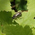 Spargel-Schmalbiene (Lasioglossum sexnotatum) im heimischen Garten