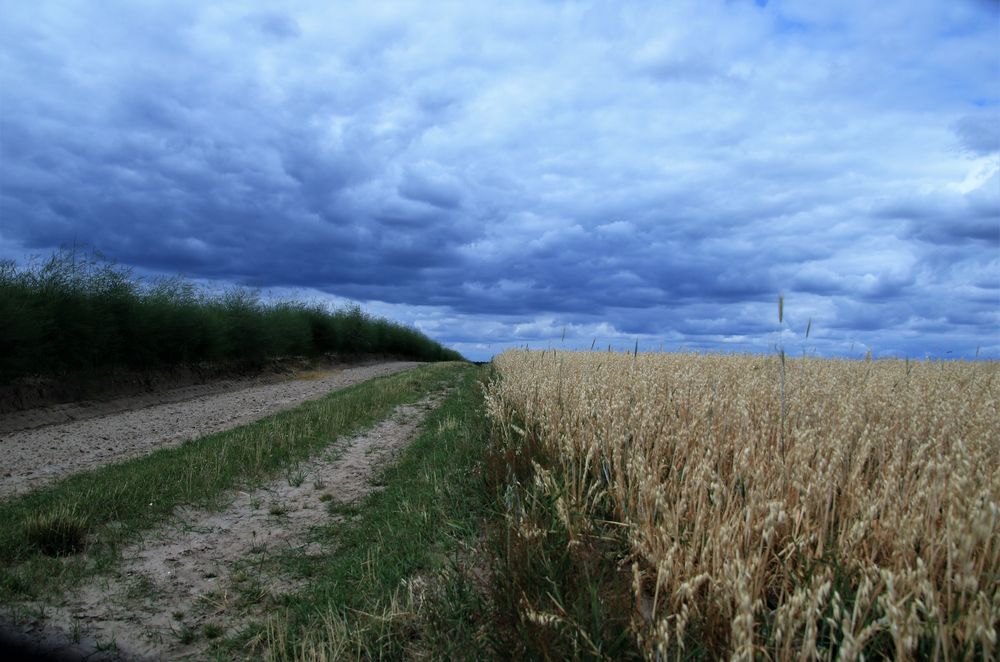 Spargelfeld, Getreidefeld und der Himmel