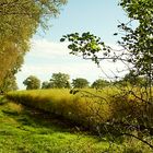 Spargelfeld im Herbst