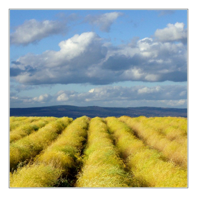 Spargelfeld im Herbst