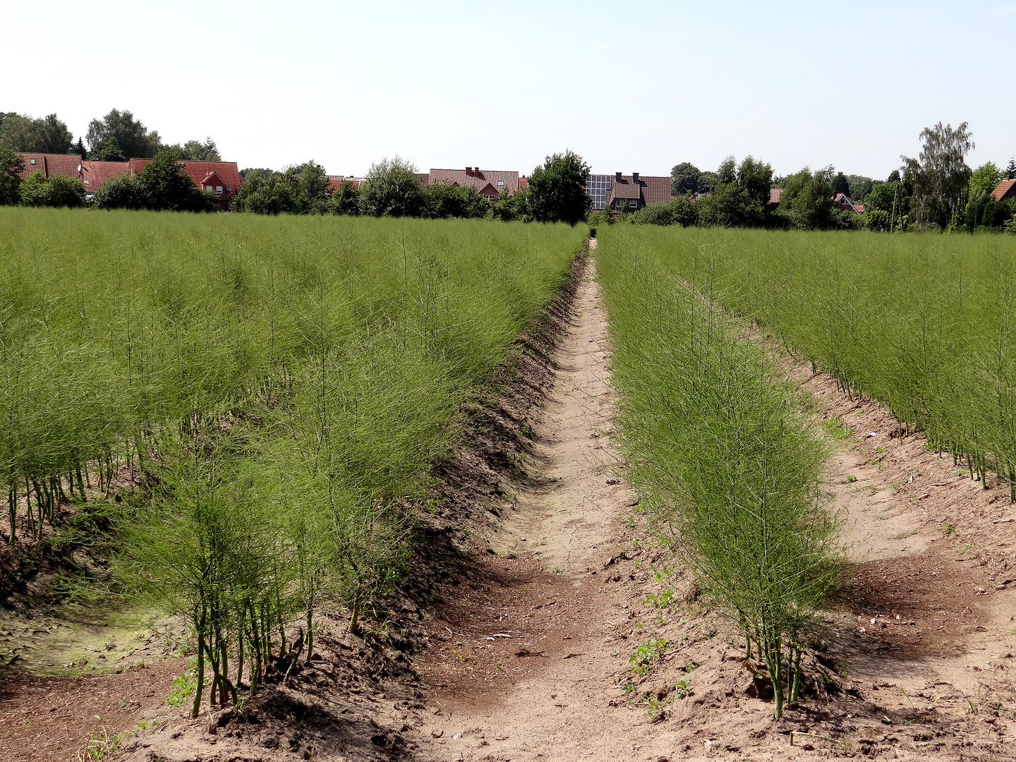 Spargelfeld im Münsterland