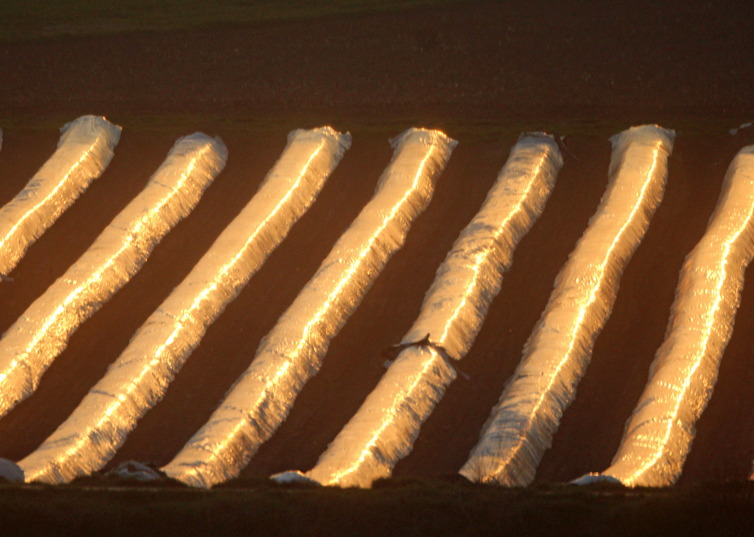 Spargelfeld in der Abendsonne