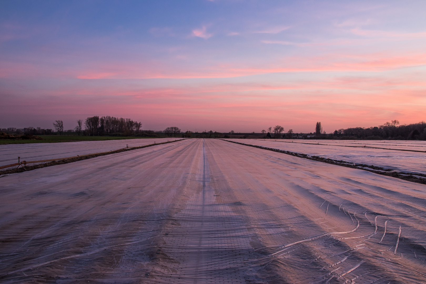 Spargelfelder im Abendlicht