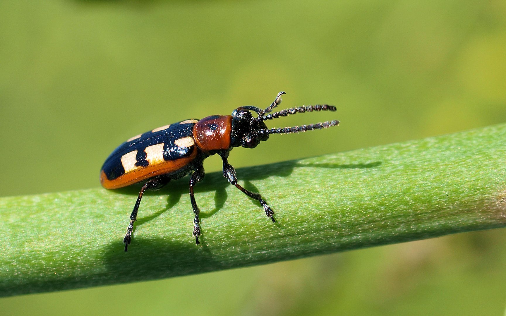 Spargelhähnchen...