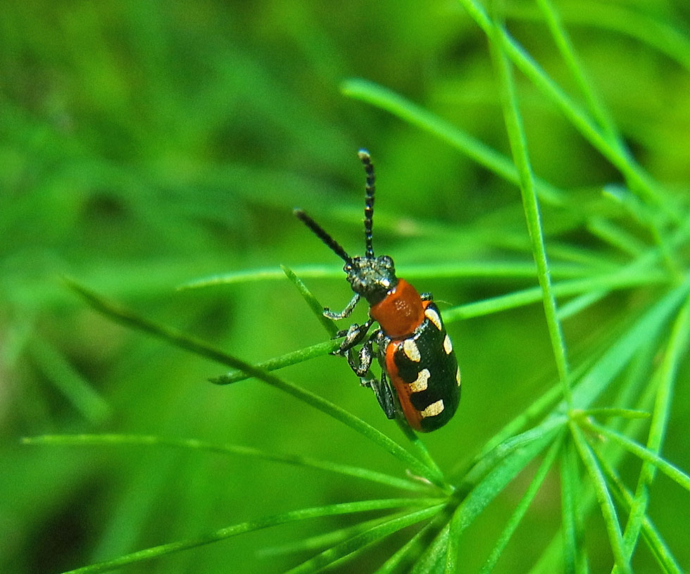 Spargelhähnchen