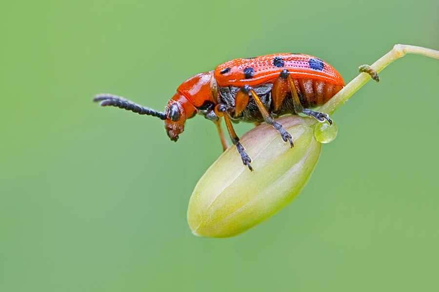 Spargelhähnchen