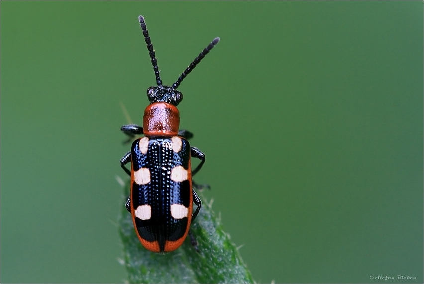 Spargelhähnchen