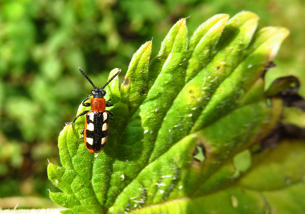 Spargelhähnchen