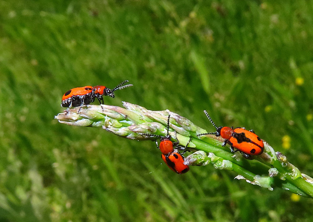 Spargelhähnchen an der Donau