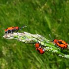 Spargelhähnchen an der Donau