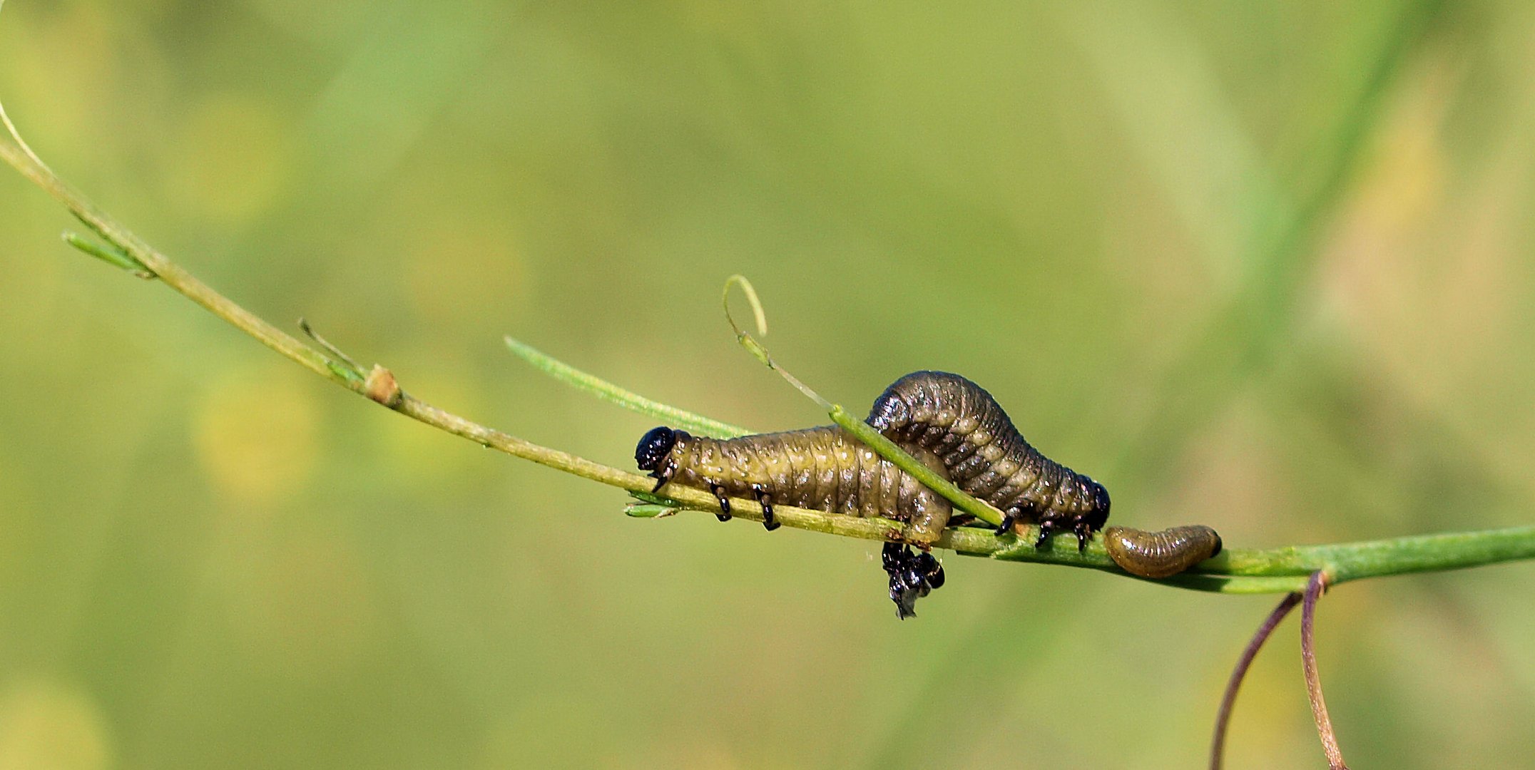 Spargelhähnchen Babys