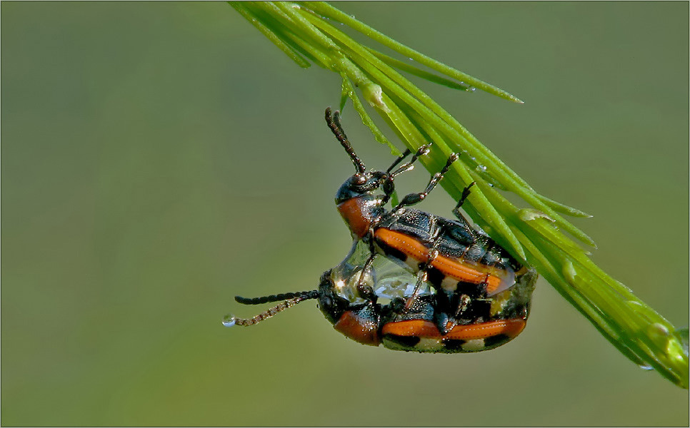 Spargelhähnchen im Wasserbett