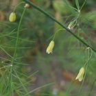 Spargelkraut mit unscheinbaren Blüten