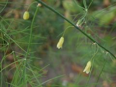 Spargelkraut mit unscheinbaren Blüten