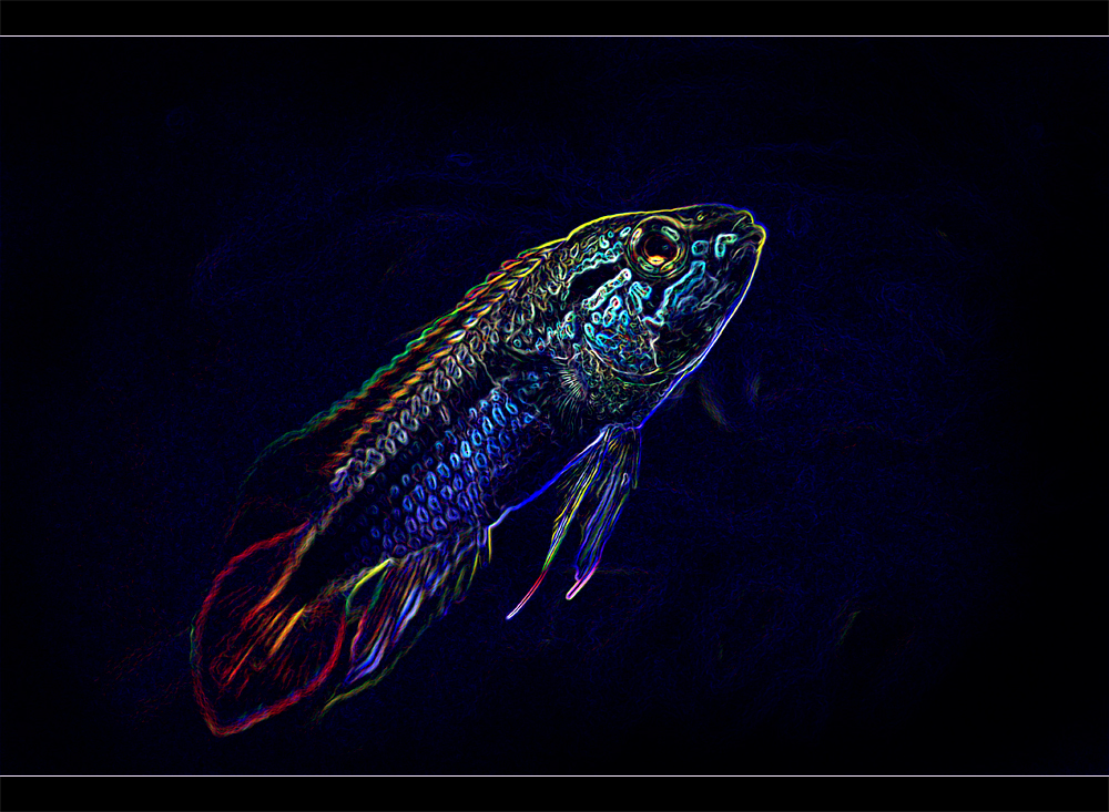 sparkle fish