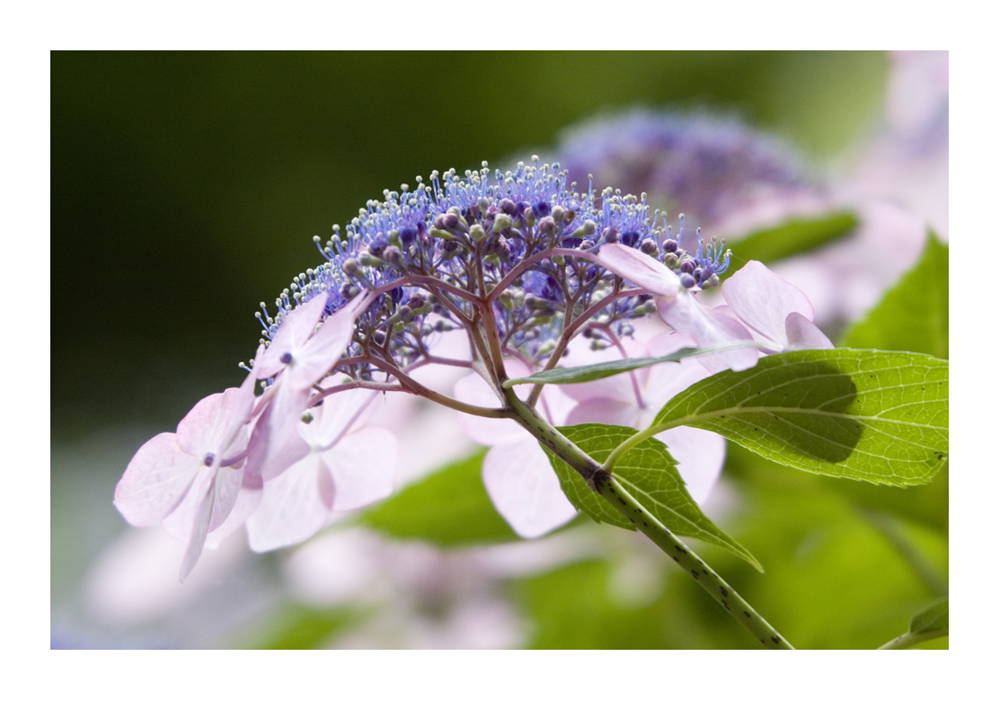 Sparkle Flower