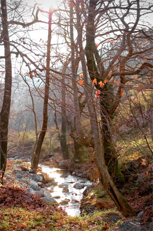 sparkling brook