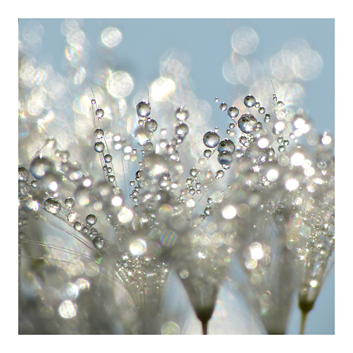 sparkling dandelion