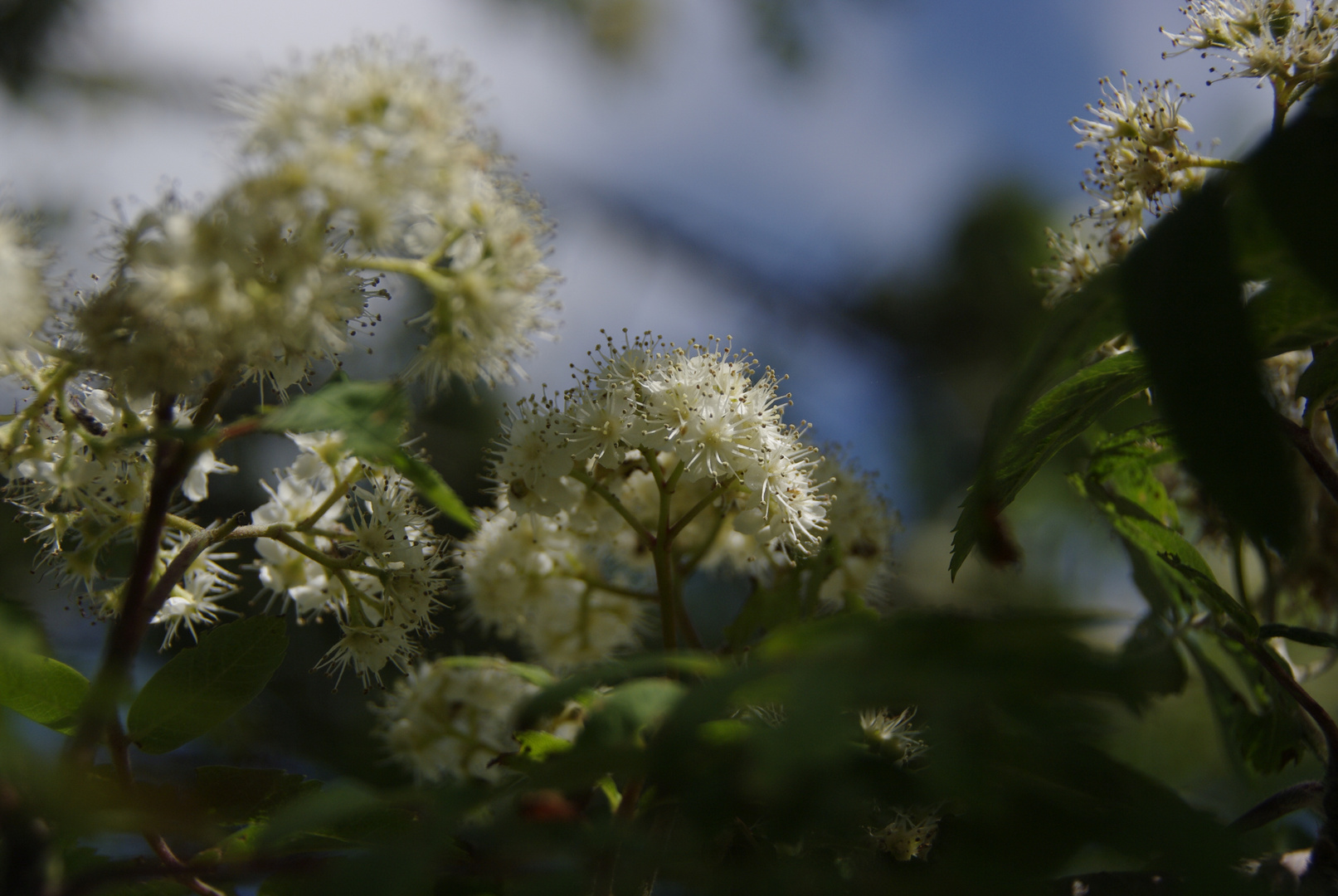 Sparkling light