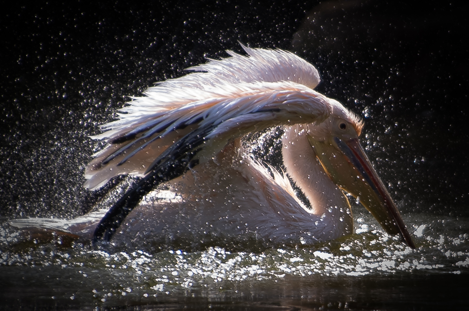 Sparkling pelican